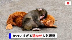 かわいすぎる猿が話題、SNSで拡散された理由